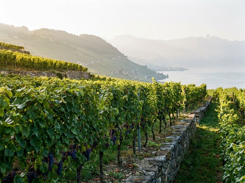 Vignes